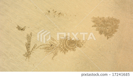 Crabs holes on beach sand Crabs holes on beach sand 17241685