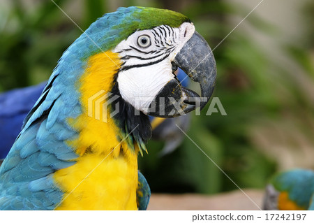 Portrait of blue and gold macaw parrot Portrait of blue and gold macaw parrot 17242197