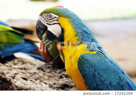 Portrait of blue and gold macaw parrot 17242204