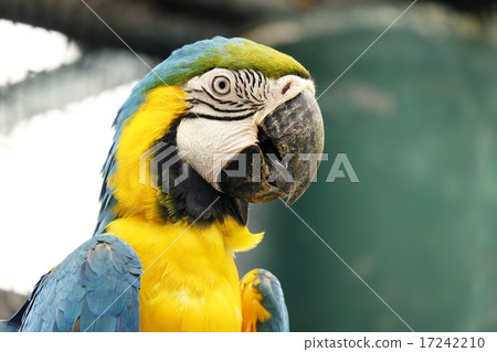 Portrait of blue and gold macaw parrot 17242210