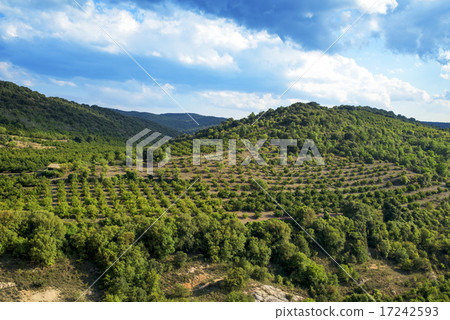 hazelnut trees grove in Prades Mountains, Spain 17242593