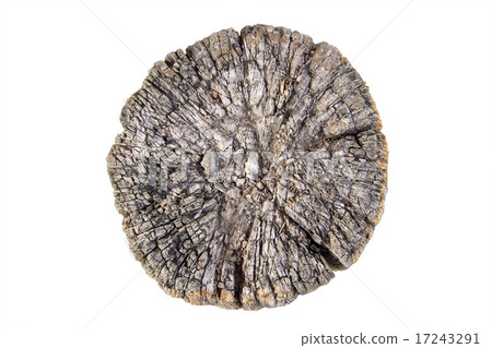 Stump sectional 17243291