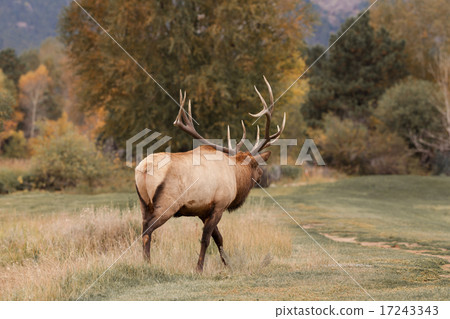 Rutting Bull Elk Bugling Rutting Bull Elk Bugling 17243343