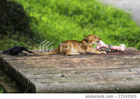 Naughty crow 17243503