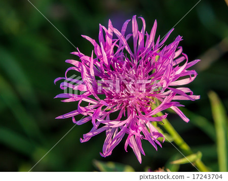 Cornflower grungy Cornflower grungy 17243704