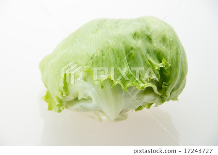 lettuce	 17243727