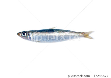 Urushiwashi 17243877