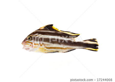 Frying in Kolodai Frying in Kolodai 17244008