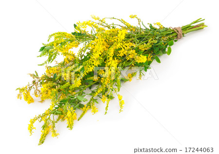 Medicinal plant 17244063