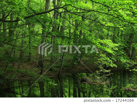 Aosaki，青葉縣的Towada夏天 17244104