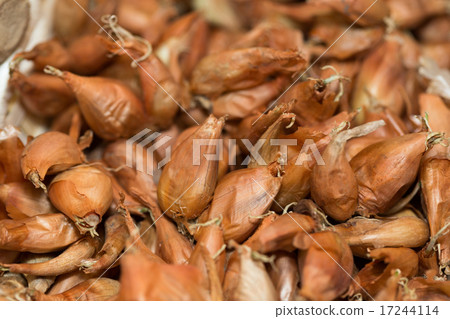 Green onion bulbs 17244114