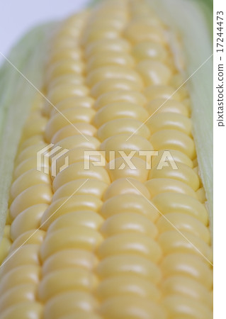 corn corn 17244473