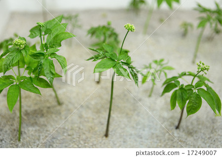 Hydroponic cultivation of ginseng 17249007