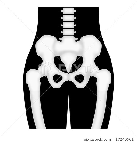Pelvis and femur 17249561