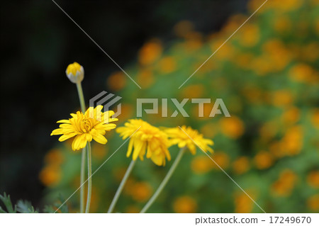 朱利葉斯雛菊花 17249670