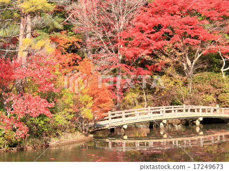 秋天的樹葉 17249673