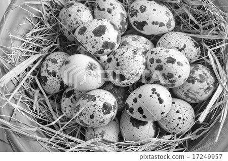 raw guail eggs 17249957
