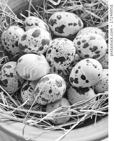 raw guail eggs 17249958