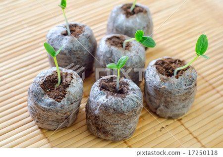 sprouts 17250118