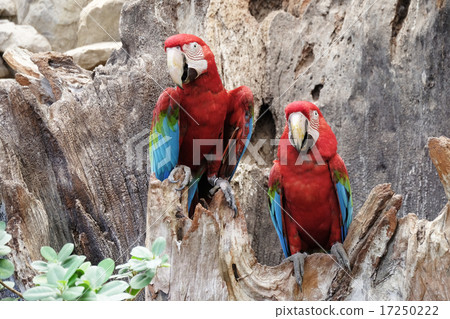 green-winged macaw standing on the wood green-winged macaw standing on the wood 17250222