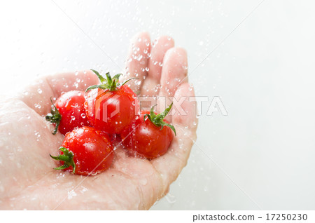 Drops in mini tomatoes held in hand Main drop 17250230