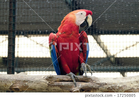 Beautiful scarlet macaw Beautiful scarlet macaw 17250805