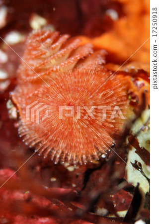 Ibarakurazashi,紅色B型 Ibarakurazashi,紅色B型 17250918