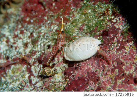 Takaragai和竹蝦的同伴 Takaragai和竹蝦的同伴 17250919