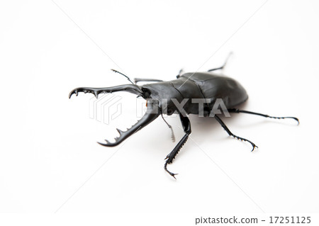 吉拉法看到了gigwaggata 17251125