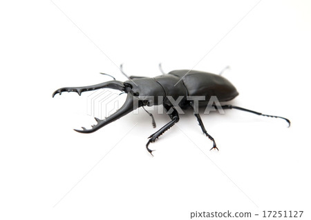 吉拉法看到了gigwaggata 17251127