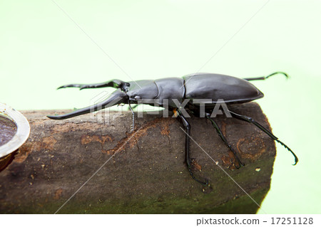 吉拉法看到了gigwaggata 17251128