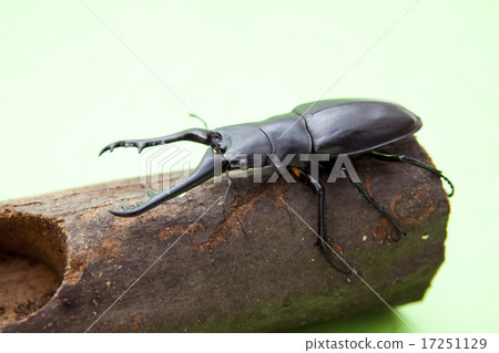 吉拉法看到了gigwaggata 17251129