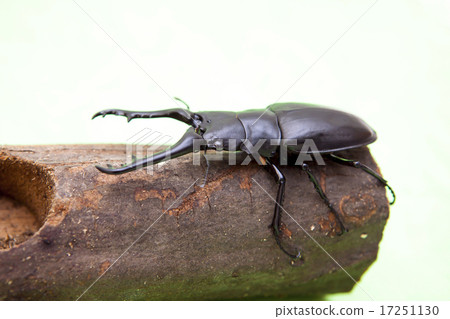 吉拉法看到了gigwaggata 17251130