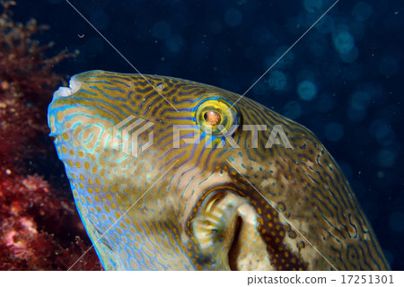 Upload adult fish 17251301