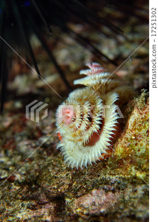 Ibarakanzashi，白色系統 17251302