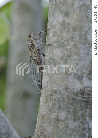 Tsukutsukubushi (female) Tsukutsukubushi (female) 17251440