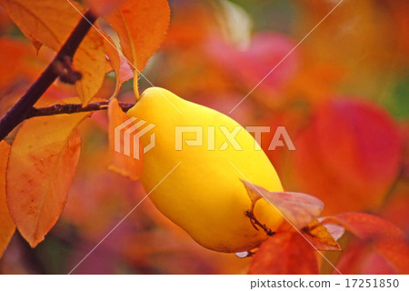 卡琳的果實 17251850