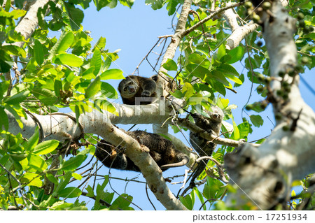 Endemic Sulawesi Cuscus bear on the tree Endemic Sulawesi Cuscus bear on the tree 17251934