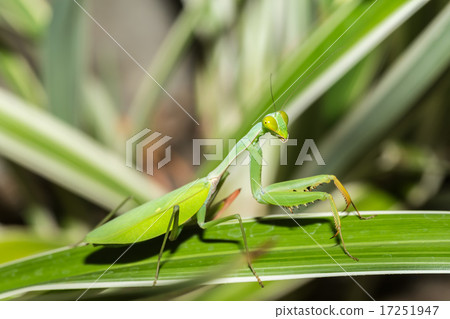 praying mantis on leaf, Sulawesi, Indonesia praying mantis on leaf, Sulawesi, Indonesia 17251947
