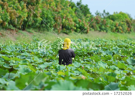 lotus farm 17252026