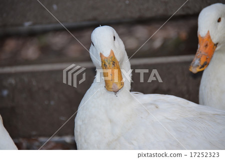 鴨子 鴨 綿羊 17252323