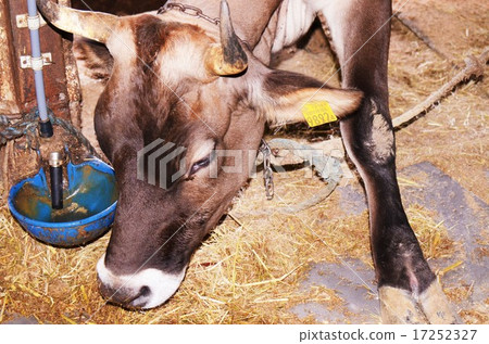 pig, duck, ducks 17252327