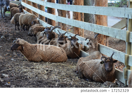 鴨子 鴨 綿羊 17252329