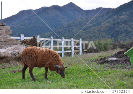 鴨子 鴨 綿羊 17252334