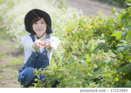 Picking raspberries 17252665