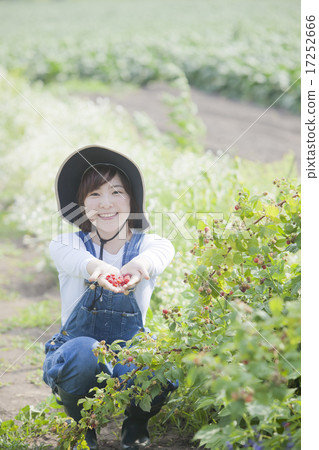 Picking raspberries 17252666