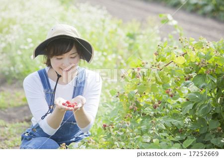 Picking raspberries Picking raspberries 17252669