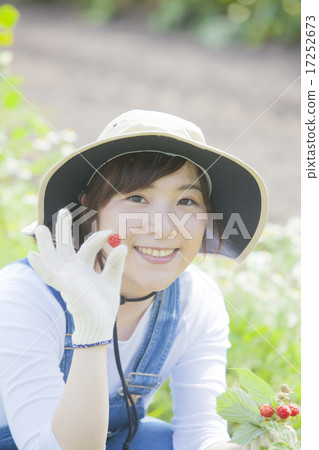 Picking raspberries 17252673
