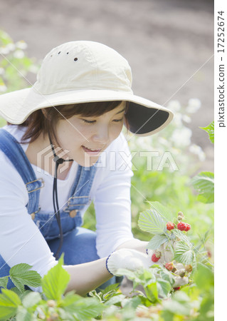 Picking raspberries Picking raspberries 17252674