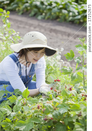 Picking raspberries 17252675